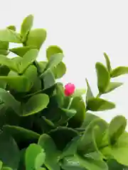Кораллово-розовый декор 6