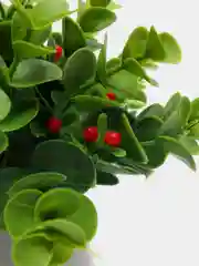 Алый декор 6