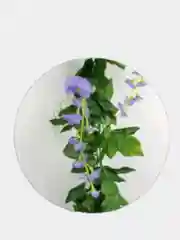 Белый цветок глицинии. Искусственная лиана. Искусственные цветы