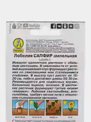 Лобелия Сапфир (семена,цветы)
