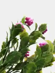 Сиреневый декор 3