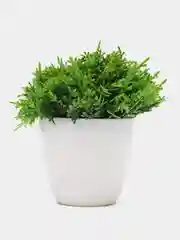 Лайм цветы растение искусственное в горшке