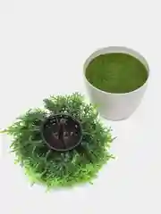 Лайм цветы растение искусственное в горшке