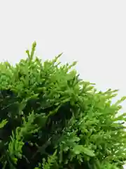 Лайм цветы растение искусственное в горшке