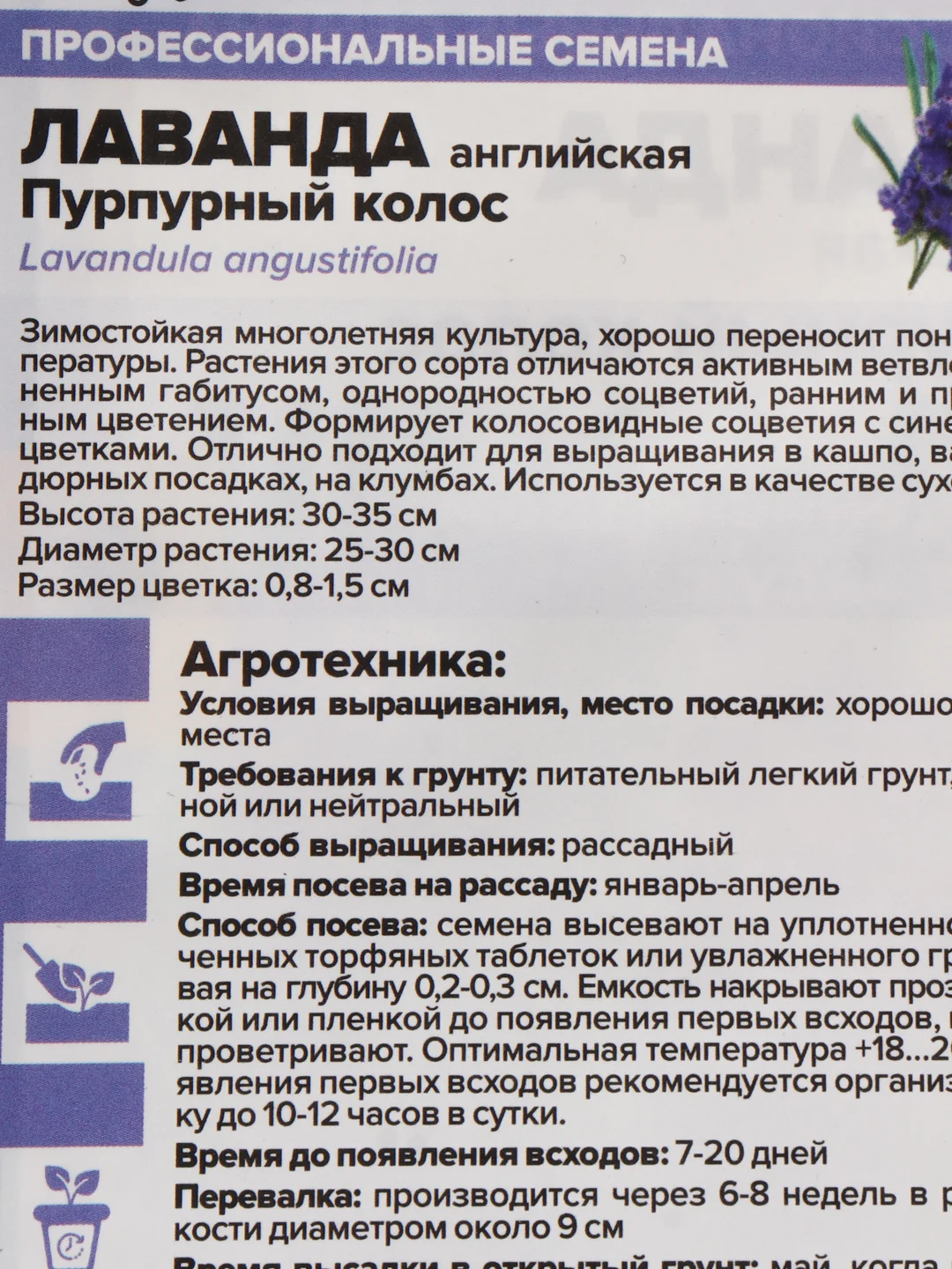 Семена цветов Лаванда "Пурпурный колос"