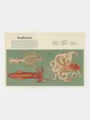 Анималиум, Дженни Брум