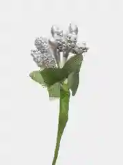Серебряный тычинки для цветов