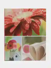 Фуксия фотоальбомы "Цветы", твёрдая обложка, на 200 фото 10 х 15 см, 24 вида