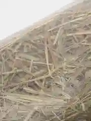 Луговое сено для грызунов, кроликов, для корма