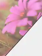Фуксия коврик для компьютерной мыши