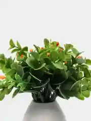 Манго декор 6
