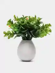 Манго декор 6