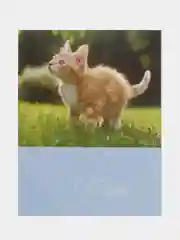Коралловый меланж фотоальбом на 36 фото