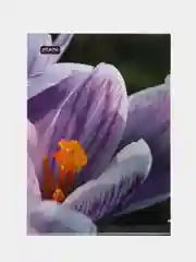 Лавандовый папка уголок Attache Selection Crocus, А4, 6 штук