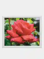 Белый картина для интерьера РОЗЫ/для дома/на стену/цветы