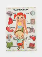 Тело человека": игра развивающая для детей старше 3-х лет из фетра