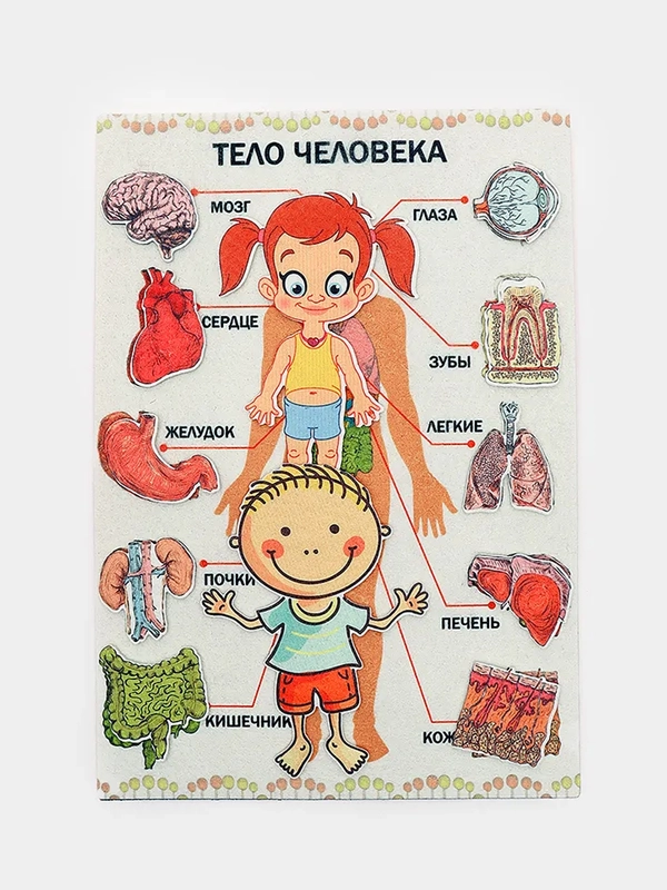 Тело человека": игра развивающая для детей старше 3-х лет из фетра
