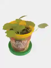 Набор для выращивания растений ВЫРАСТИ ДЕРЕВО!  (банка, грунт, семена)