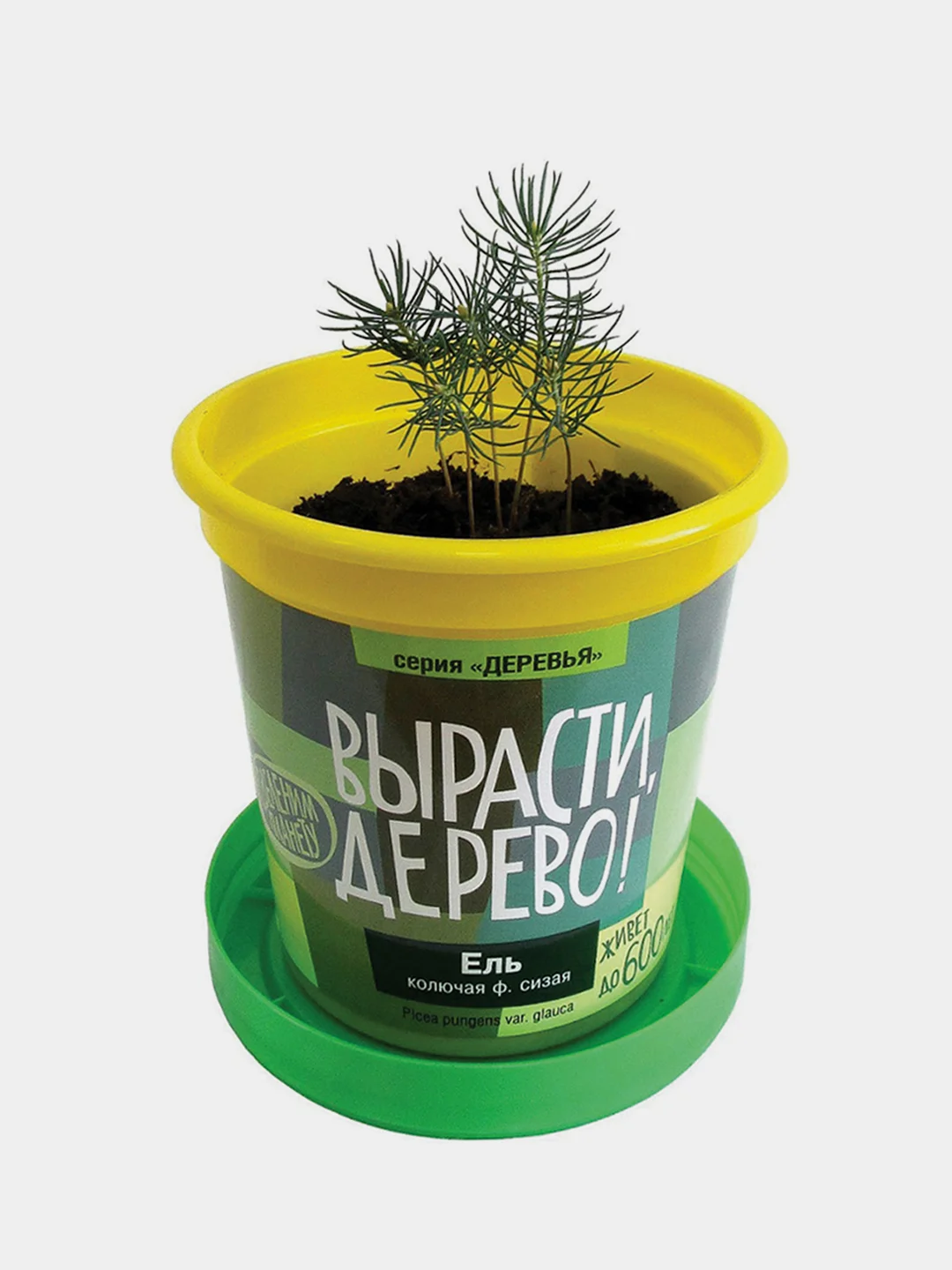 Набор для выращивания растений ВЫРАСТИ ДЕРЕВО!  (банка, грунт, семена)