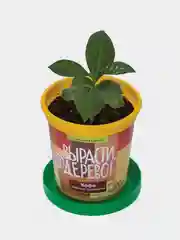Набор для выращивания растений ВЫРАСТИ ДЕРЕВО!  (банка, грунт, семена)