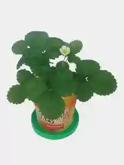 Набор для выращивания растений ВЫРАСТИ ДЕРЕВО!  (банка, грунт, семена)