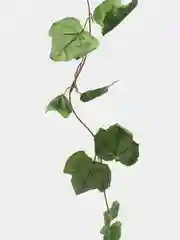 Лайм декоративная лиана, виноградная, плющ искусственный, цветы