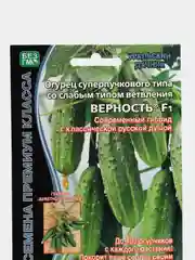 Огурец суперпучковый "Верность"