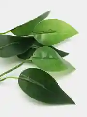Фикус искусственный для интерьера