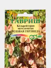 Кёльрейтерия Гавриш "Розовая гирлянда", 10 штук