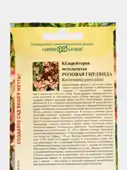 Кёльрейтерия Гавриш "Розовая гирлянда", 10 штук