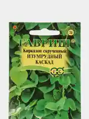 Кирказон скрученный Гавриш "Изумрудный каскад", 3 штуки