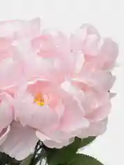 Конфетный искусственные цветы, пионы, букет, 18 голов