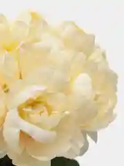 Кремовый искусственные цветы, пионы, букет, 18 голов