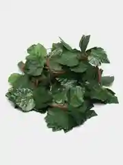 Лесной зеленый искусственные цветы, лиана