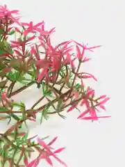Конфетный растения искусственные, декоративные, для маленького аквариума, от 5 до 13 см, 43 вида