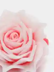 Розовый мыло "Роза", в куполе