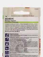 Семена комнатных цветов Колеус "Скарлет", 5 штук