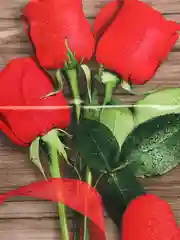 Коралловый пакет подарочный, 20 х 30, 23 февраля, 8 марта