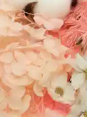 Розовый сухоцветы в контейнере