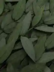 Зелёный хаки сухоцветы в контейнере