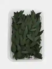 Зелёный хаки сухоцветы в контейнере