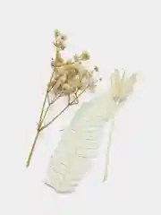 Белый сухоцветы в контейнере