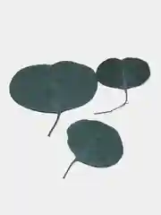 Зеленый сухоцветы в контейнере