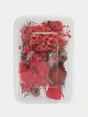 Красный сухоцветы в контейнере