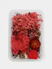 Красный сухоцветы в контейнере