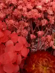 Красный сухоцветы в контейнере