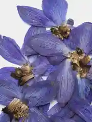 Алый цветы плоской сушки, упаковка 10 штук, размер упаковки 6 х 8 см