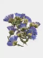 Аметистовый цветы плоской сушки, упаковка 10 штук, размер упаковки 6 х 8 см