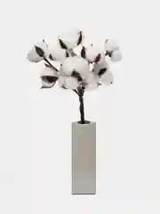 Белый хлопок натуральный, сухоцветы, 10 штук