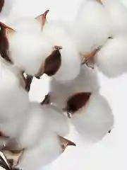 Белый хлопок натуральный, сухоцветы, 10 штук